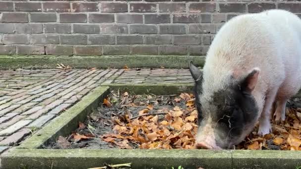 Mini Pig Digs Autumn Leaves — Stock Video