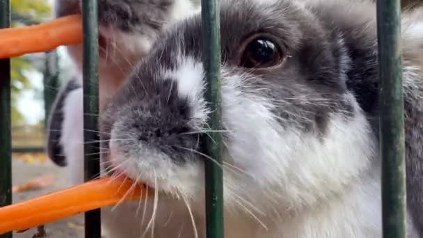 Fett Fluffiga Kaniner Äter Morötter — Stockvideo