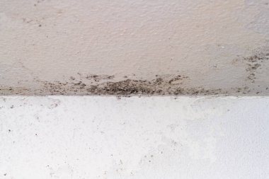 Duş duvarında siyah küf ve mantar oluşumunu kapatın. Banyoda nem ve su hasarı var..