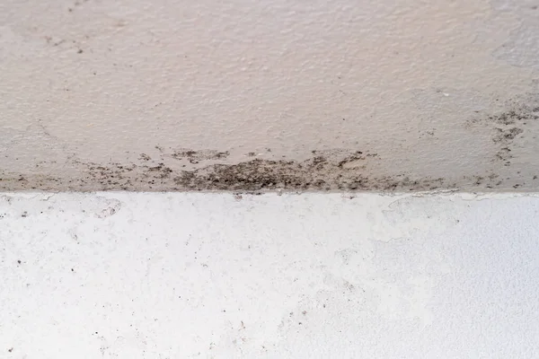 Duş duvarında siyah küf ve mantar oluşumunu kapatın. Banyoda nem ve su hasarı var..