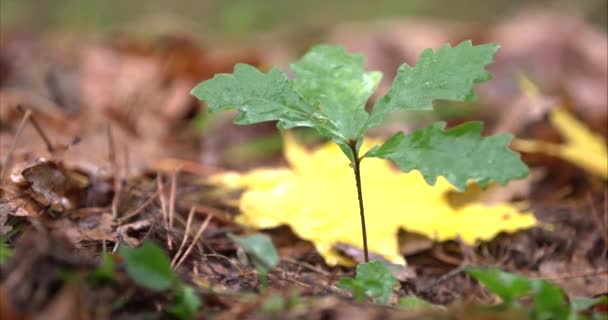 Zblízka vojenská bota v lese stoupá na zelenou rostlinu a drtí ji — Stock video