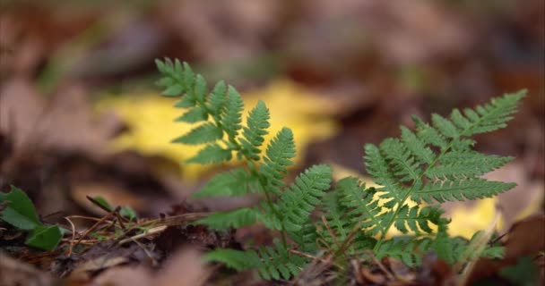 El primer plano de una bota militar en el bosque pisa un helecho verde y lo aplasta — Vídeos de Stock