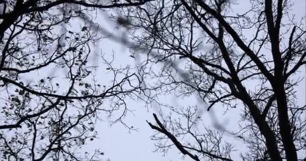 Automne branches nues balancent dans le vent 