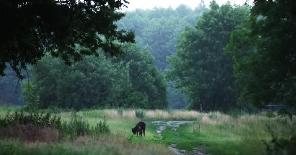 Um bezerro na chuva pesada em um prado entre as árvores na floresta come grama — Vídeo de Stock