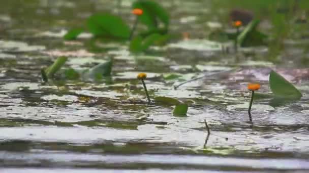 Os lírios de água crescem no meio do lago, chove e ondas — Vídeo de Stock