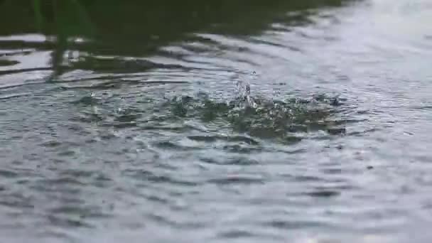 Muitas gotas de chuva caem em uma grande poça — Vídeo de Stock