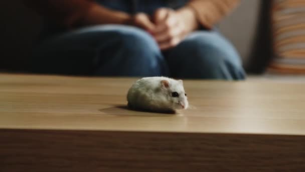 Kahve masasının etrafında koşan beyaz hamster. — Stok video