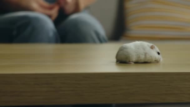 Kahve masasının etrafında koşan beyaz hamster. — Stok video