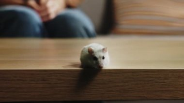 Kahve masasının etrafında koşan beyaz hamster.