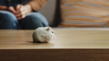 Kahve masasının etrafında koşan beyaz hamster.