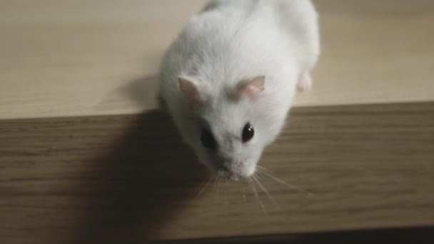 Hamsterul alb trece peste măsuţa de cafea şi vrea să sară — Videoclip de stoc