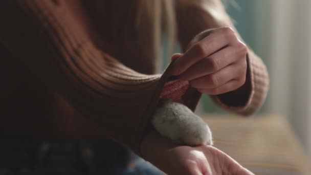 Bílý křeček leze mladá dívka v hnědém svetru rukáv — Stock video