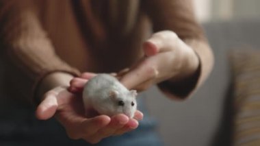 Genç bir kızın ellerinde koşan beyaz hamster.
