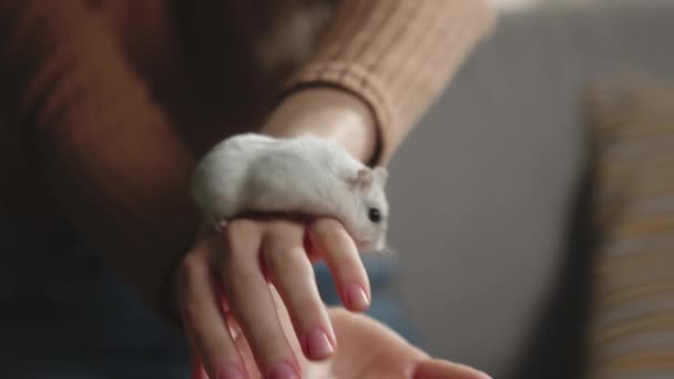 Witte hamster loopt in de handen van een jong meisje — Stockvideo