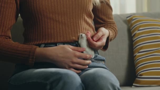 Білий хом'як піднімається на дівчаток коричневий светр — стокове відео