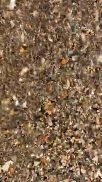 Прозорі морські бризки води на березі з раковинами і галькою — стокове відео