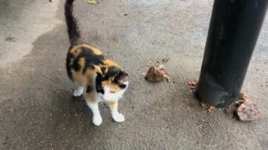 Benekli kedi ağzını açar.