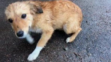 Üzgün, ıslak kırmızı köpek yavrusu korkmuştu.