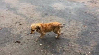 Üzgün, ıslak kırmızı köpek yavrusu kediye koşar.