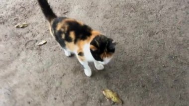 Benekli bir kedi kırmızı bir köpeği yener.