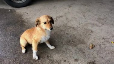 Üzgün ıslak kırmızı köpek yavrusu