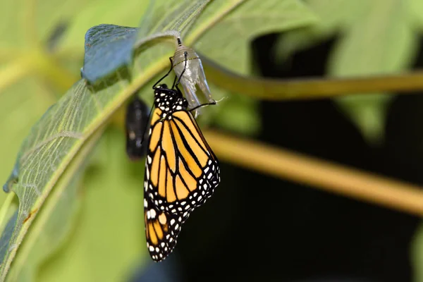 Metamorfose Uma Borboleta Monarca Apenas Deixar Crisálida — Fotografia de Stock