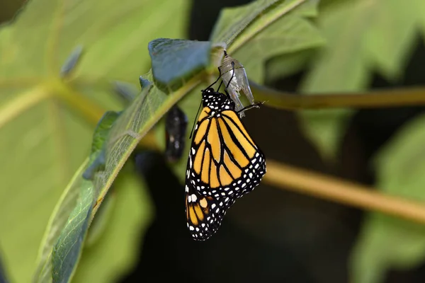 Metamorfose Uma Borboleta Monarca Apenas Deixar Crisálida — Fotografia de Stock