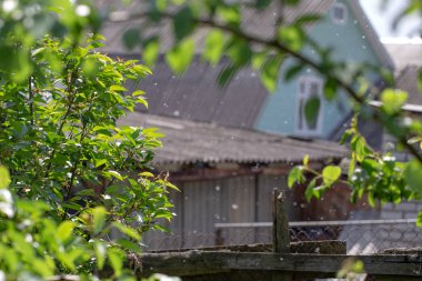Kavak kabartmak havada asılı Bahçe