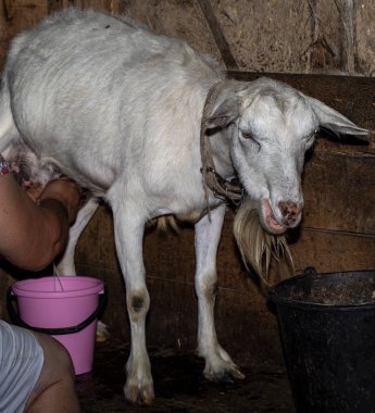 çiftçi Keçi Sağım