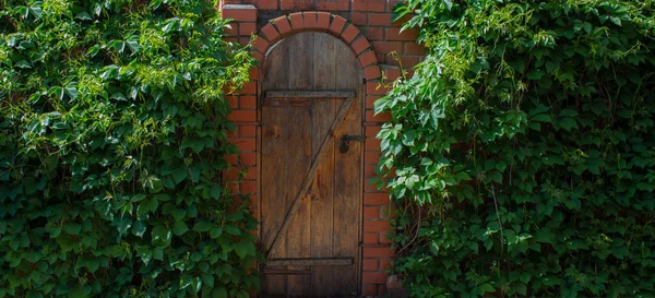 Drzwi Drewniane Zielonymi Liśćmi Ściana Zielonych Liści — Zdjęcie stockowe