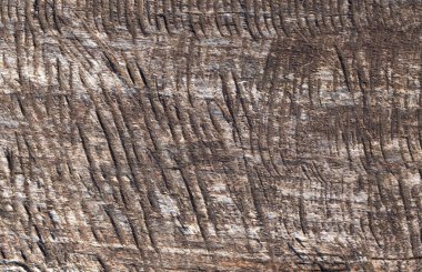 kabuk ahşap doku doku arka plan arka plan/ahşap kullanmak