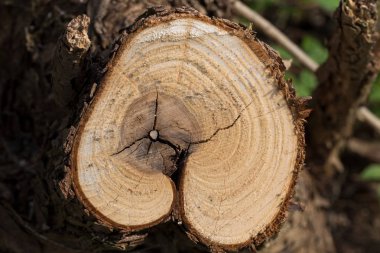 ormanda bırakmasını taze kesilmiş ağaç kütükleri closeup perspektif görünümü