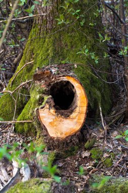 onlara yeşil yosun ile ormanda bırakmasını taze kesilmiş ağaç kütükleri closeup perspektif görünümü