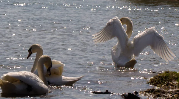 Swan Rozpościera Skrzydła Słoneczny Dzień — Zdjęcie stockowe