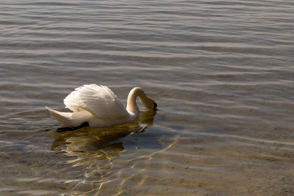Biały Łabędź Nad Jeziorem Krystalicznie Czysta Woda — Zdjęcie stockowe