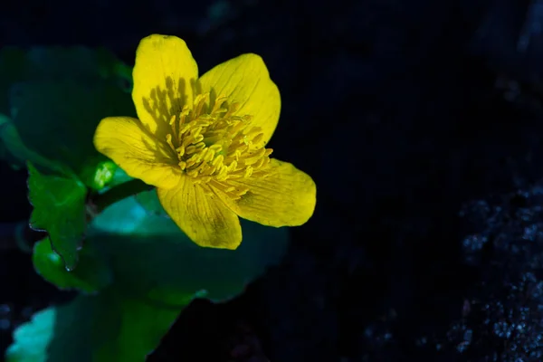 Macro Yellow Flower Center Closeup Pistils — Stock Photo, Image