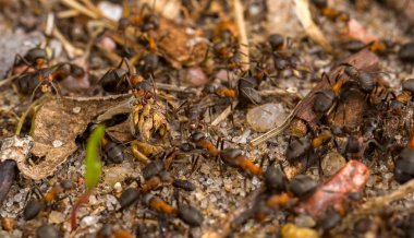 bir grup ormanda kendi ev inşa büyük karıncalar
