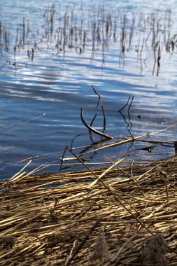 Reed adacık güzel yansımaları ile bir Gölü en sakin su yüzeyinde yüzen
