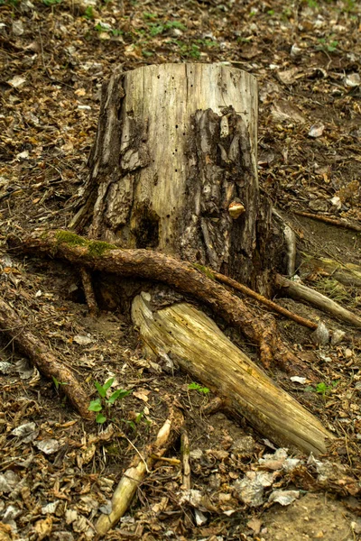 Oude Stomp Het Bos — Stockfoto