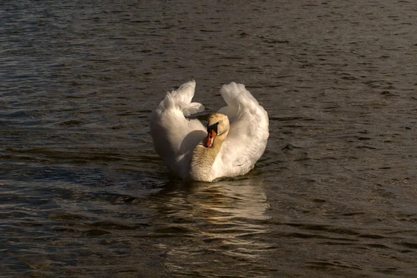 Swan Som Flyter Vattnet Ljusa Dagen — Stockfoto
