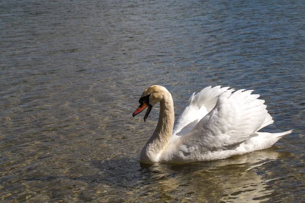 Swan Unosi Się Wodzie Światło Dnia — Zdjęcie stockowe