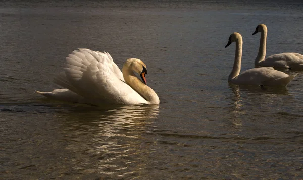 Swan Unosi Się Wodzie Światło Dnia — Zdjęcie stockowe