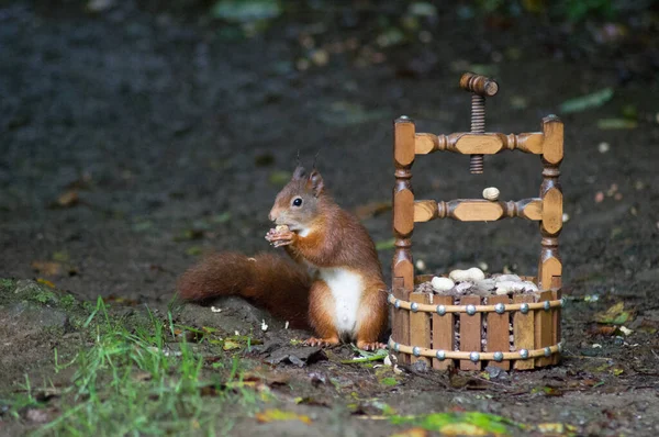 Écureuil Roux Mangeant Une Noix Côté Biscuit Aux Noix — Photo