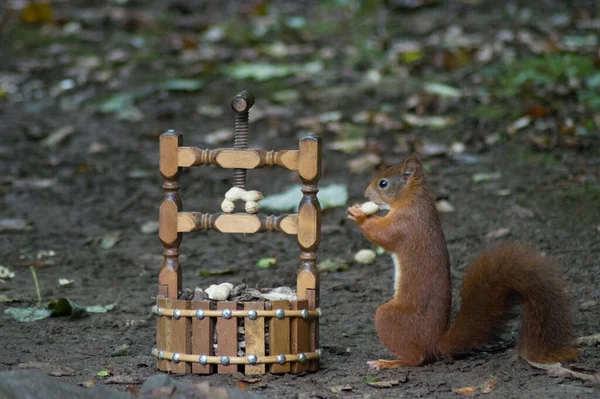 Ein Rotes Eichhörnchen Frisst Eine Nuss Neben Einem Nussknacker — Stockfoto