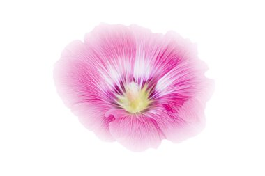 Beyaz arka planda izole edilmiş pembe Hollyhocks çiçekleri. (Yumuşak odak) kırpma yolu ile