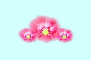 Mavi pastel arka planda izole edilmiş Pembe Hollyhocks çiçekleri grubu. (Yumuşak odaklanma )