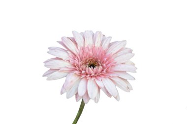 Pembe Gerbera yakın plan, Pembe gerbera beyaz arka plan