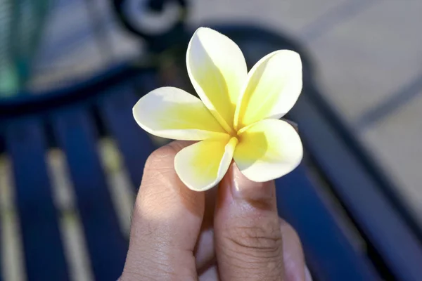 Kvinna Hand Hålla Plumeria Blomma — Stockfoto