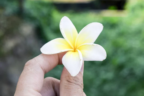 Frau Der Hand Hält Plumeria Blume — Stockfoto