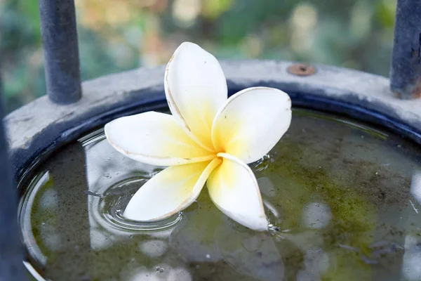 Plumeria Květina Vodní Míse Lázně Přírodní Rostlinné Dekorace Pro Relaxaci — Stock fotografie